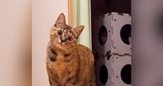 キョトンとした顔で『カメラを見つめていた猫』が、突然……驚きの『変化』に「なんか感動したｗ」「恐竜じゃんｗ」と280万再生の大反響