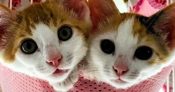 とっても仲良しな『きょうだい子猫』→大きく成長した『現在』…微笑ましいビフォーアフターに反響「めちゃめちゃ可愛い」「わぁ幸せだね」