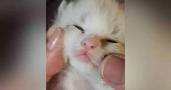 哺乳瓶の先がダメになってきたので『赤ちゃん猫の口の中』を見てみたら…悶絶必至の『尊い光景』が55万再生「ちいちゃくて可愛い」「うおお」