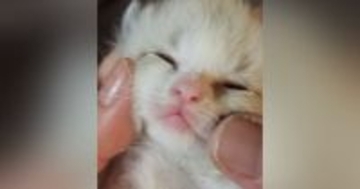 哺乳瓶の先がダメになってきたので『赤ちゃん猫の口の中』を見てみたら…悶絶必至の『尊い光景』が55万再生「ちいちゃくて可愛い」「うおお」