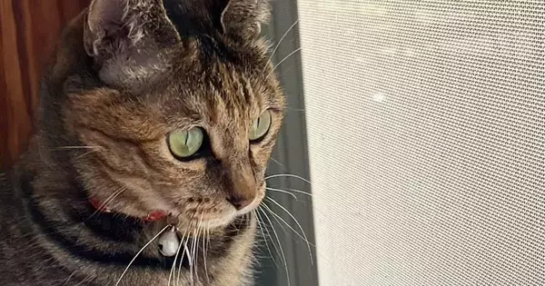 鳥を眺めていた猫→スッと立ち上がって…なんともいえない『座り方』に３万いいね「ぬいぐるみみたいｗ」「野生の目をしているｗ」と話題
