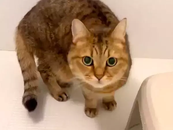 飼い主のお風呂中、侵入してきたネコ→ウロウロしていると思いきや…次の瞬間見せた『想定外の行動』に「笑った」「風呂はよ出ろ妖怪ｗｗｗ」の声