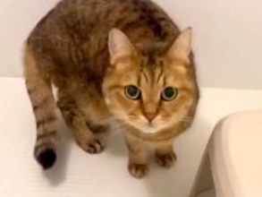 飼い主のお風呂中、侵入してきたネコ→ウロウロしていると思いきや…次の瞬間見せた『想定外の行動』に「笑った」「風呂はよ出ろ妖怪ｗｗｗ」の声
