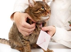 近所を歩き回る愛猫に「ファンレター」が！　大人気の「地域猫」ぶりに、飼い主も感動の涙