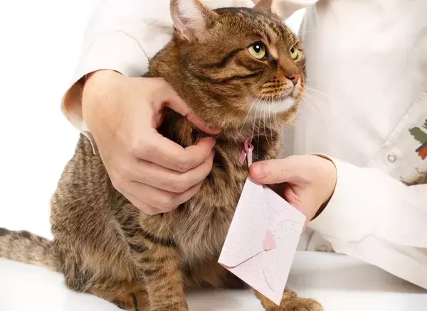 近所を歩き回る愛猫に「ファンレター」が！　大人気の「地域猫」ぶりに、飼い主も感動の涙