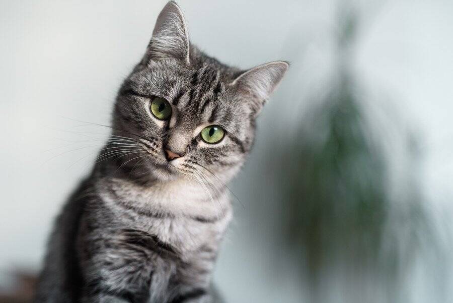 近所を歩き回る愛猫に「ファンレター」が！　大人気の「地域猫」ぶりに、飼い主も感動の涙