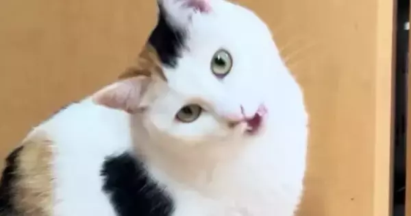 飼い主を見つめる三毛猫→次の瞬間…予想外の『かまってアピール』に「あざと可愛いにもほどがある」「何回でも見たいｗ」と１万いいね