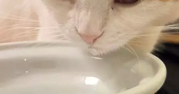 水飲み場にやってきた2匹の猫→1匹が水を飲み始めると…まさかの展開に6万いいね「間接的な水分補給ｗ」「猫も猫は液体を認識してるｗ」