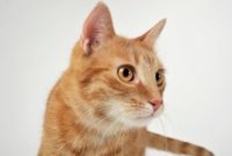 猫が疑問形で『ニャ？』と鳴くときの理由3選　何か伝えたい事があるの？