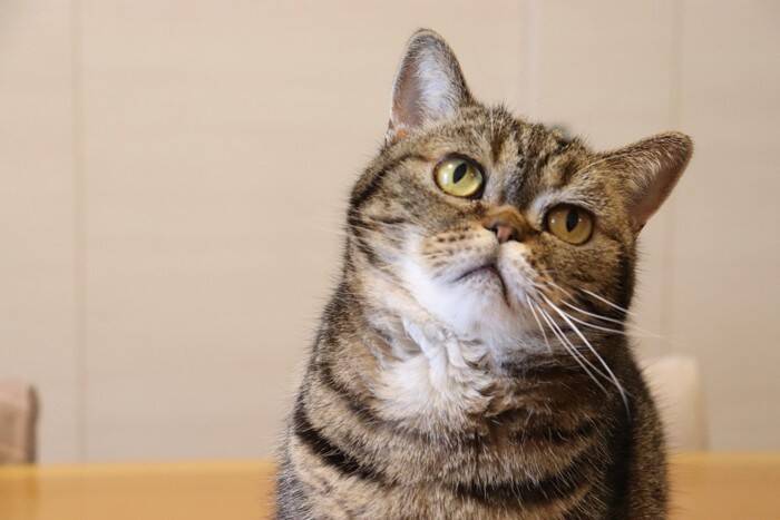 猫が疑問形で『ニャ？』と鳴くときの理由3選　何か伝えたい事があるの？
