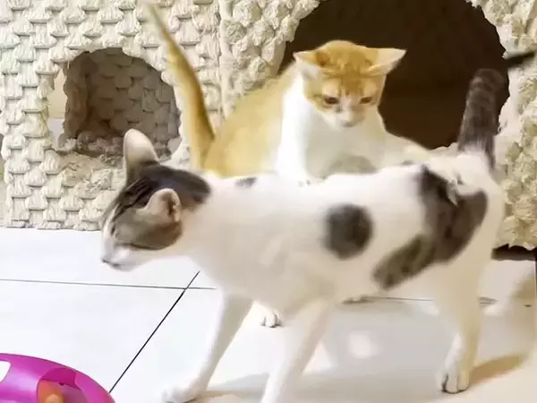 保護から2か月が経った『警戒心の強い子猫』→先住猫との対面で攻撃を繰り返すも…胸が熱くなる『神対応』に反響「感動した」「素晴らしい」