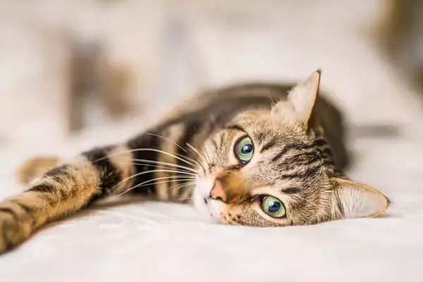 猫がわざわざ『飼い主の顔』に乗ってくる理由3つ　考えられる心理から上手な対処法まで