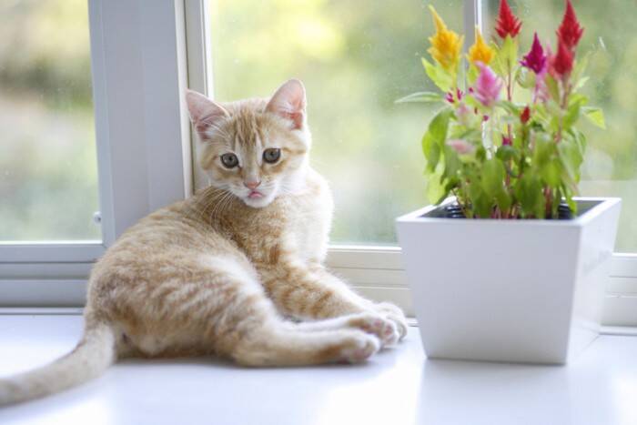 猫の『おしりから液体が出る』ときに考えられる原因4つ　放置しても大丈夫？対処法まで解説