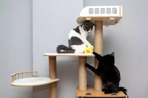 愛猫に合わせた『キャットタワー』の選び方とは？4つの種類やそれぞれの特徴をご紹介