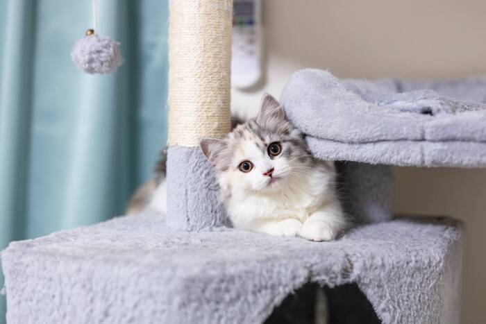 愛猫に合わせた『キャットタワー』の選び方とは？4つの種類やそれぞれの特徴をご紹介