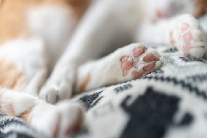 猫に起こりかねない『肉球』の病気やケガ4選　異常のサインや適切なケア方法まで