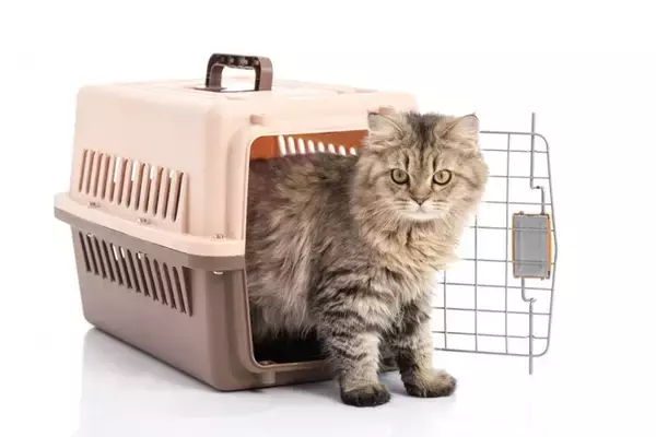 【獣医師執筆】愛猫の安心ために…「キャリートレーニング」の基本を獣医が解説