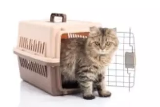 【獣医師執筆】愛猫の安心ために…「キャリートレーニング」の基本を獣医が解説