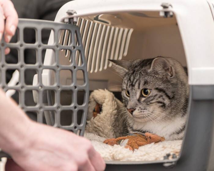 【獣医師執筆】愛猫の安心ために…「キャリートレーニング」の基本を獣医が解説