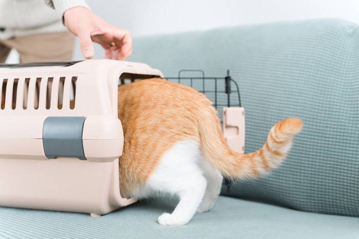 【獣医師執筆】愛猫の安心ために…「キャリートレーニング」の基本を獣医が解説