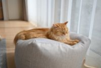 猫の『ガン発症リスク』を高める原因5つ　悪影響を及ぼす理由や見直すべき習慣