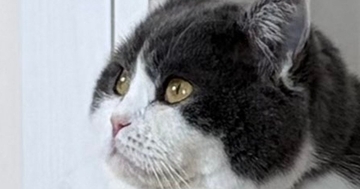 暖かい季節になったけれど…猫の『毛』を見ると→可愛すぎる光景に１万いいねの反響「なんちゅうもちもちｗ」「ご立派でかわいい」