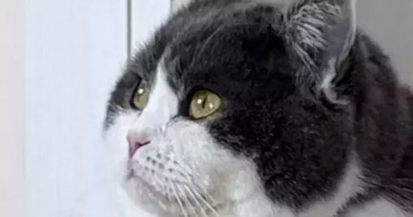 暖かい季節になったけれど…猫の『毛』を見ると→可愛すぎる光景に１万いいねの反響「なんちゅうもちもちｗ」「ご立派でかわいい」