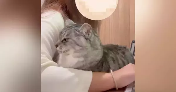 仕事中にやってきた猫→キーボードの前に座って…甘えん坊すぎる様子に「赤ちゃんみたいで可愛い」「お仕事やめちゃうｗ」とほっこりする人が続出