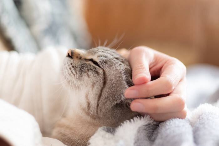猫がする『甘えと依存』で異なるポイント3つ　見極める方法はある？注意が必要なケースまで解説