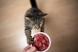猫と人に関わる『トキソプラズマ』の知識4つ　寄生されるとどうなる？症状や予防法も解説