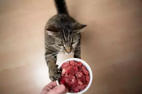 猫と人に関わる『トキソプラズマ』の知識4つ　寄生されるとどうなる？症状や予防法も解説