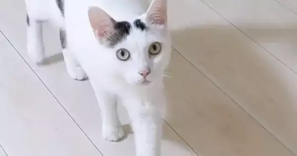 散歩から帰ると、猫がやってきて…あまりにも可愛い『熱烈なお出迎え』が13万再生「おかえりって聞こえるｗ」「最高に癒やされた」