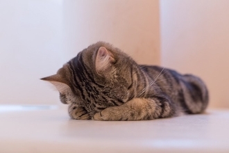 猫が顔を伏せて『ごめん寝』をする理由5つ　可愛らしい寝姿の意味や心理まで