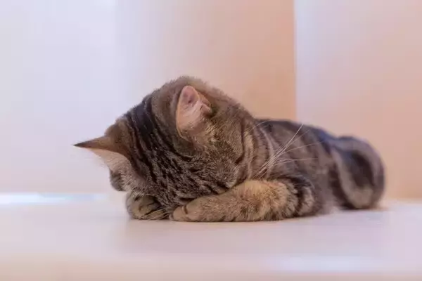 猫が顔を伏せて『ごめん寝』をする理由5つ　可愛らしい寝姿の意味や心理まで