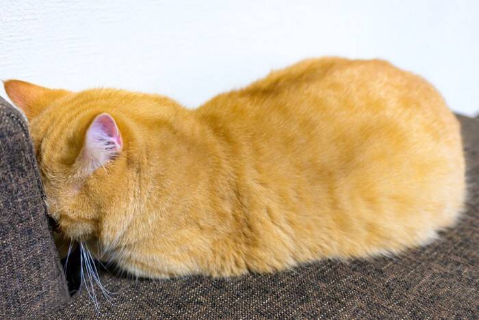 猫が顔を伏せて『ごめん寝』をする理由5つ　可愛らしい寝姿の意味や心理まで
