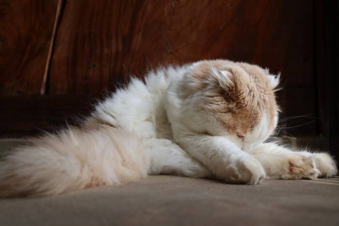 猫が顔を伏せて『ごめん寝』をする理由5つ　可愛らしい寝姿の意味や心理まで