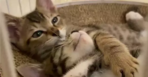 爪とぎの上でくつろぐ『2匹の子猫』を撮っていると…予想外の『とんでもなく可愛い展開』に５万いいね「え～たまらん」「ものすごく癒された」