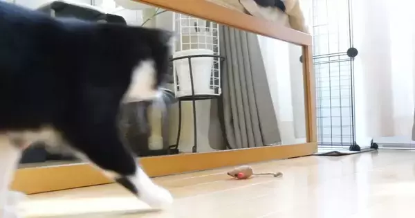 お気に入りのおもちゃで遊んでいた猫→『鏡に映った自分』に驚いて…まさかの行動に「驚き方の癖が強いｗｗ」「何度見ても爆笑」の声