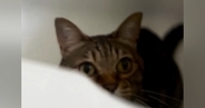 浴槽のなかで待機する猫→飼い主が『いないいないばあ』と声をかけると…まさかのやり取りに「順番でやるんだｗ」「めちゃめちゃ楽しんでるｗ」