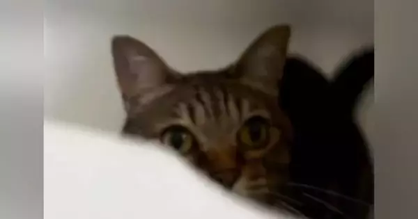 浴槽のなかで待機する猫→飼い主が『いないいないばあ』と声をかけると…まさかのやり取りに「順番でやるんだｗ」「めちゃめちゃ楽しんでるｗ」