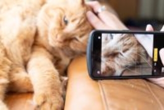 猫の可愛さを引き立てる『動画撮影』のポイント3選　自然な仕草を引き出すコツもご紹介