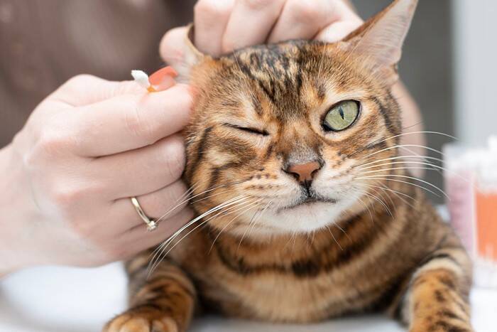 猫の『耳が熱い』ときの原因3つ　体調不良のサイン？取るべき対処法も解説