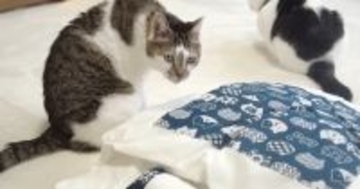 『どうせ使わない』と思いつつも『猫用ふとん』を買ってみた結果…愛猫が見せた『まさかの反応』が19万再生「可愛いなぁ〜ｗ」「ほっこり」