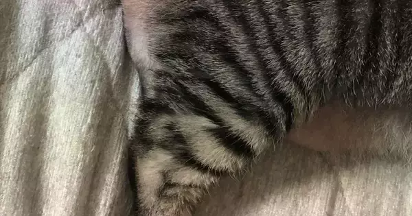 ネコの『おしり』をふと見たら、『まさかの光景』が……『奇跡的な瞬間』に爆笑する人が続出「お茶吹いたｗｗ」「擬音はファーかなｗ」