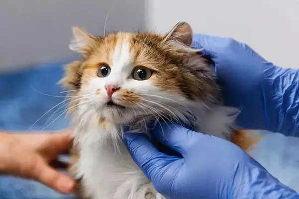 猫に『耳ダニ』が寄生したときに起こる症状4つ　見逃せないサインや対処法を解説