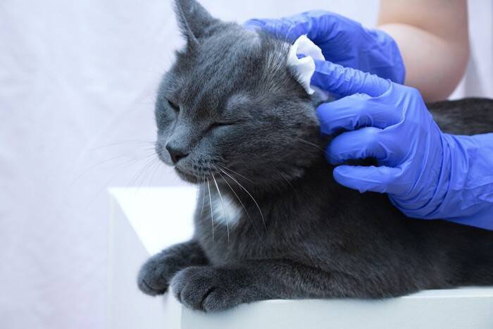 猫に『耳ダニ』が寄生したときに起こる症状4つ　見逃せないサインや対処法を解説