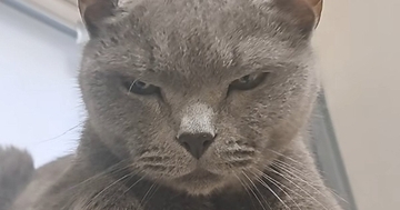 年を取って『狂暴な猫』が落ち着いたかと思ったら…パパがツンツンしてみると→笑ってしまう展開に「元気でええなｗ」「期待を裏切らない」の声