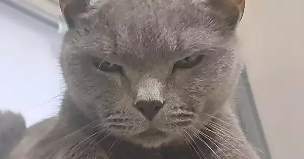 年を取って『狂暴な猫』が落ち着いたかと思ったら…パパがツンツンしてみると→笑ってしまう展開に「元気でええなｗ」「期待を裏切らない」の声