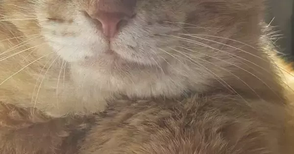 ほっぺが大きくて獣医に『病気』を疑われた元野良猫→詳しく診察すると…まさかの展開に「初めて聞いたｗ」「絶対ボスだった」と反響