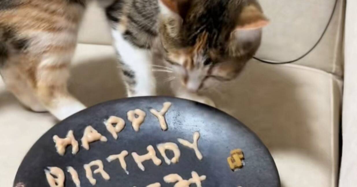 猫の誕生日に『バースデープレート』を用意した結果…涙が止まらない 